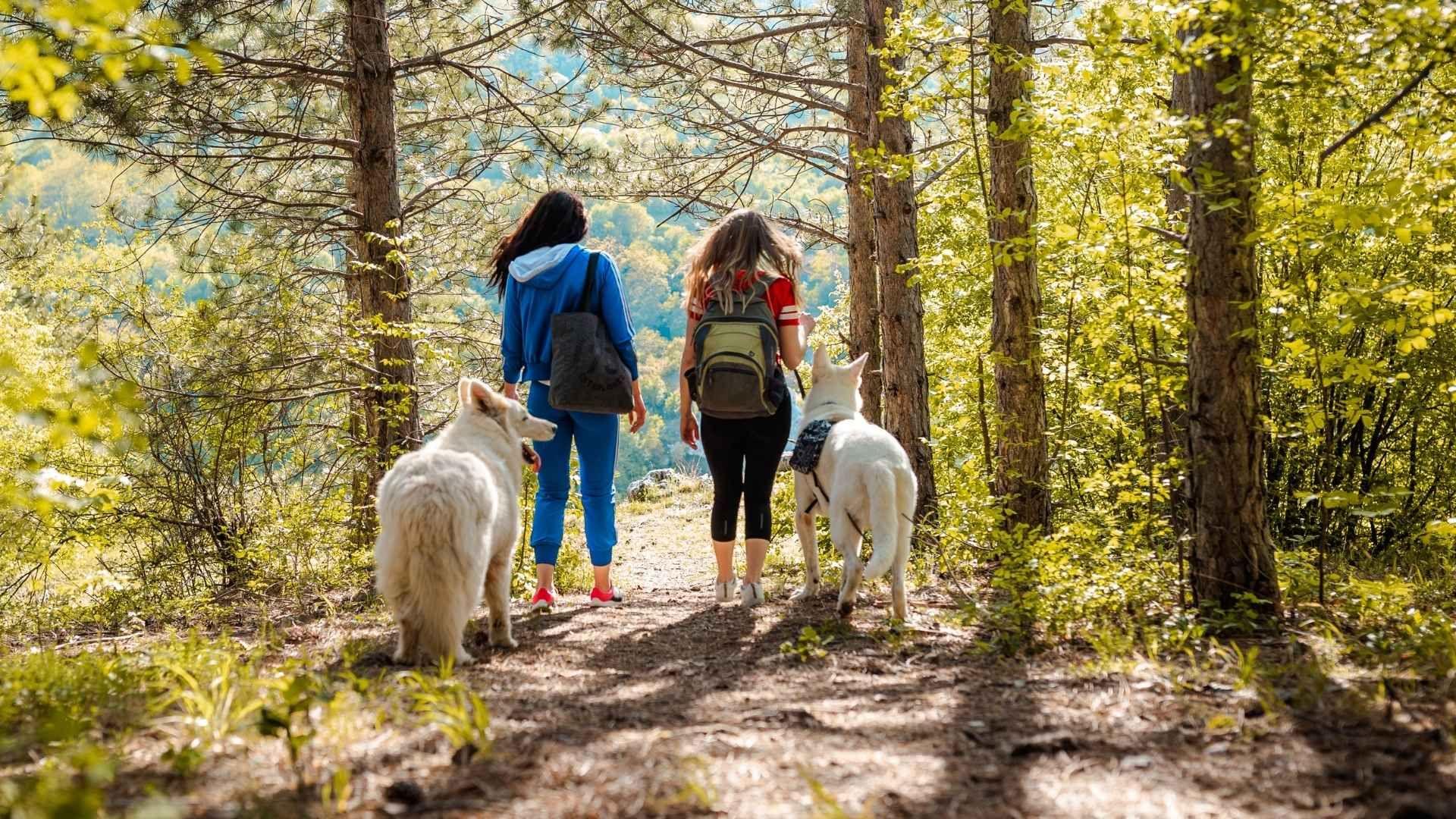 Een vakantie in de ardennen met uw hond