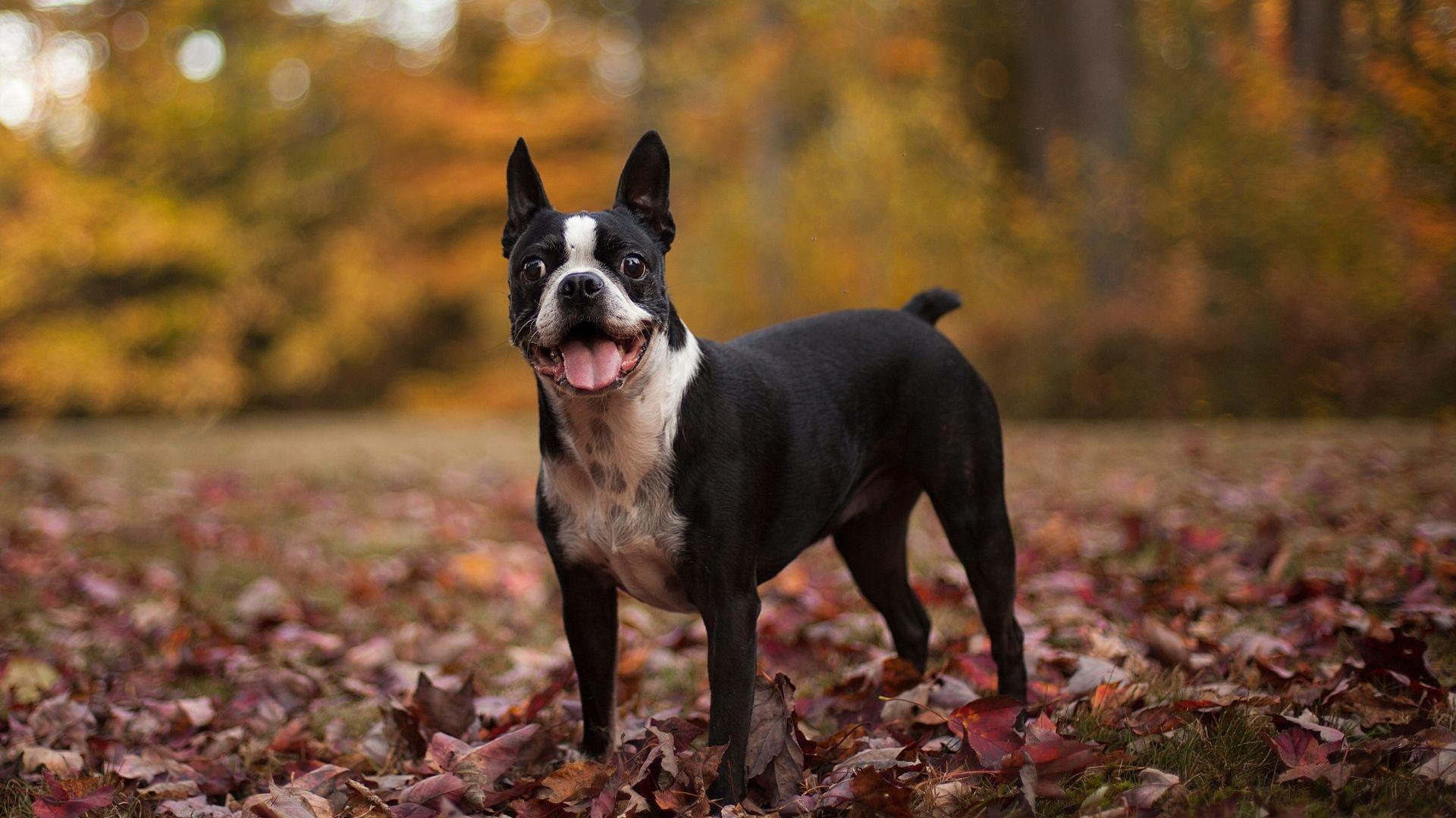 Een vakantie in de ardennen met je hond avonturen in de natuur