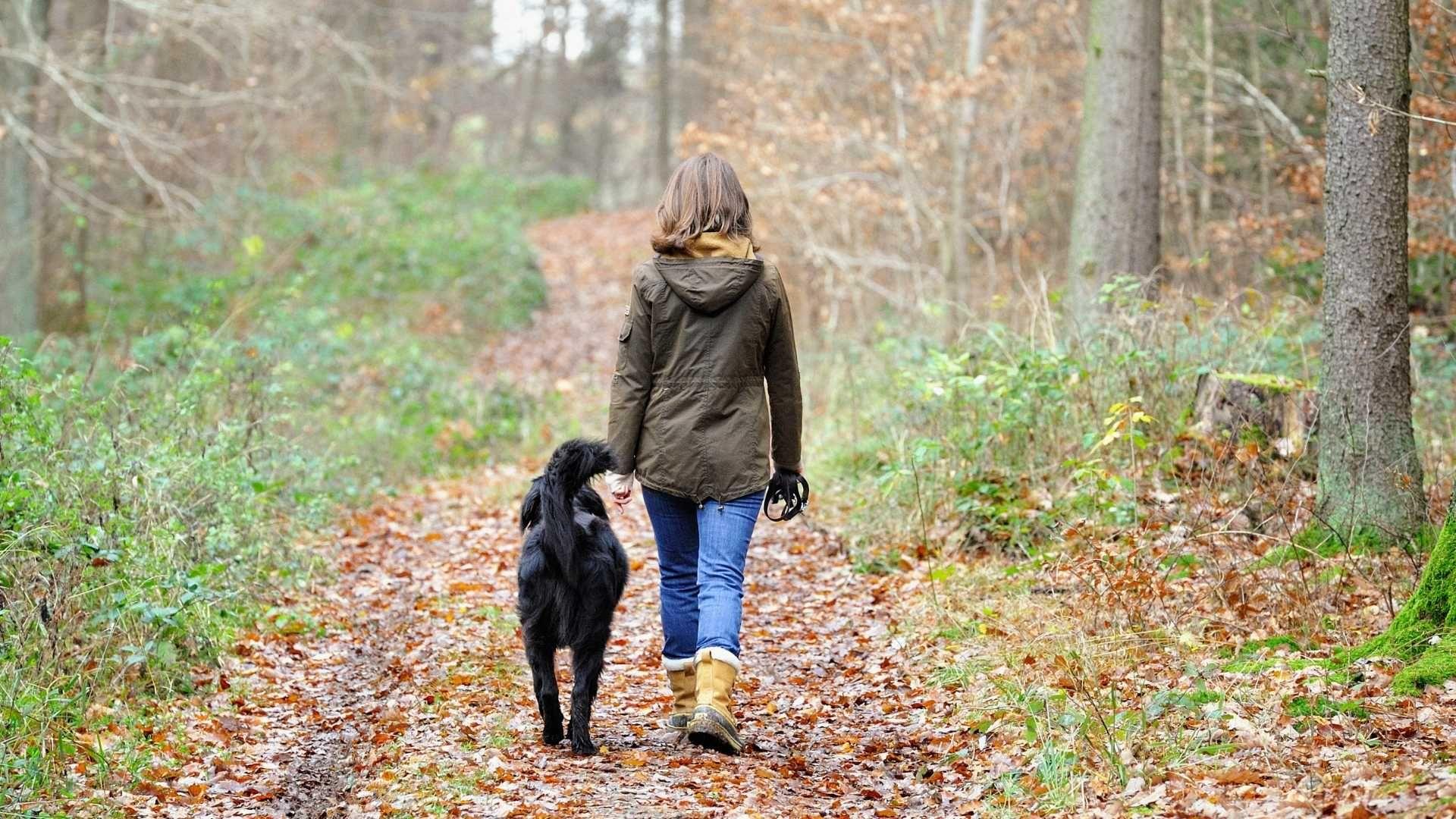 Beste hondvriendelijke natuurwandelingen in de belgische ardennen