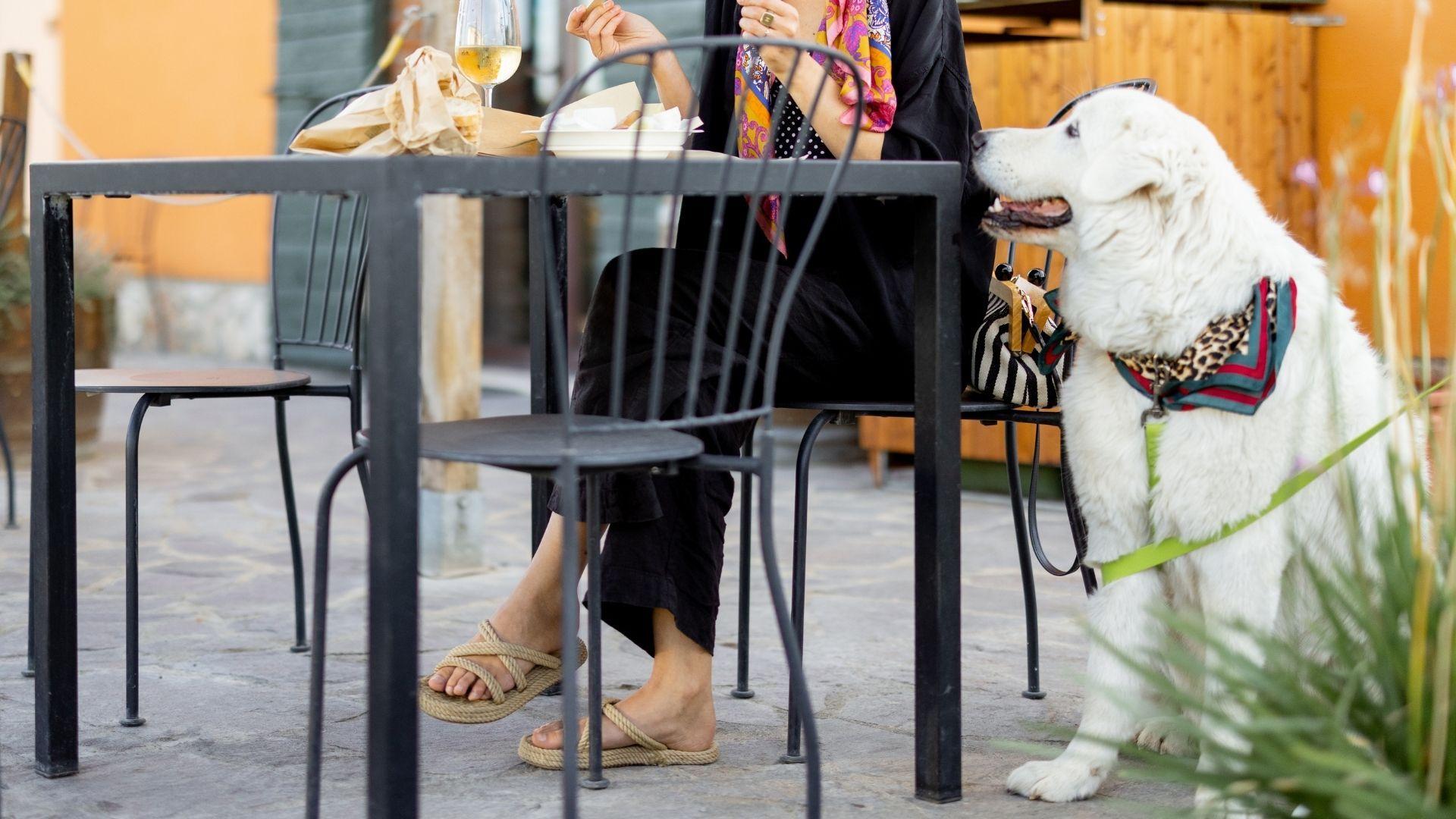 Hondvriendelijke restaurants in de belgische ardennen