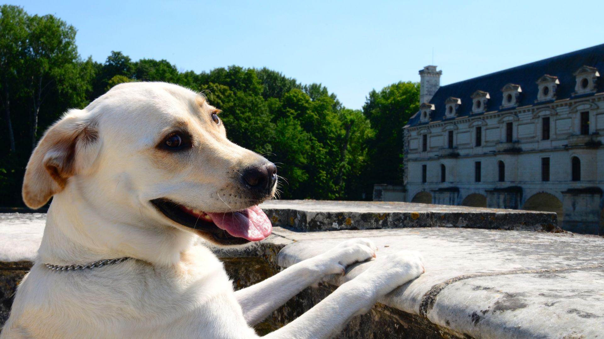 Kastelen bezoeken met je hond in de belgische ardennen